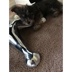 Bella