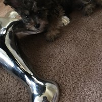 Lost Pet Image