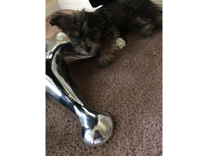 Pet Photo