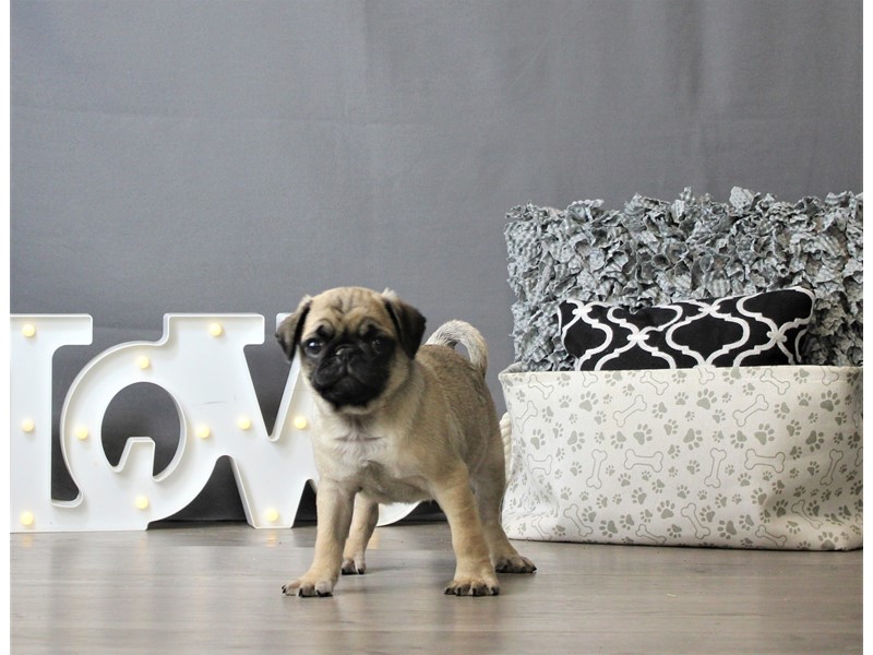 Pet Photo
