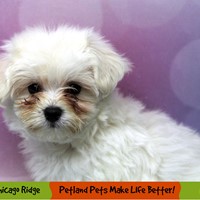 Lost Pet Image