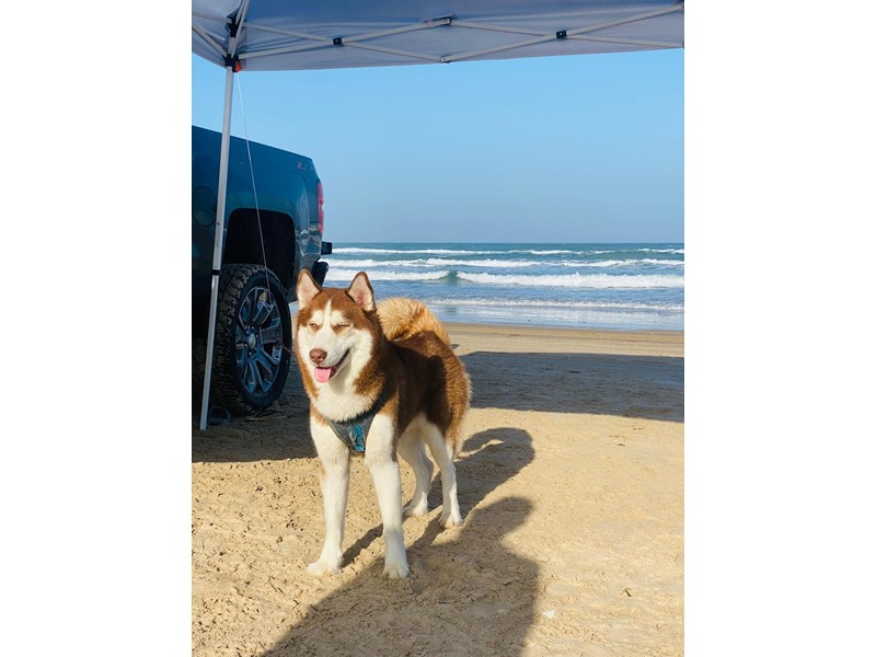 Pet Photo