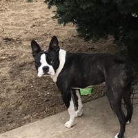 Lost Pet Image