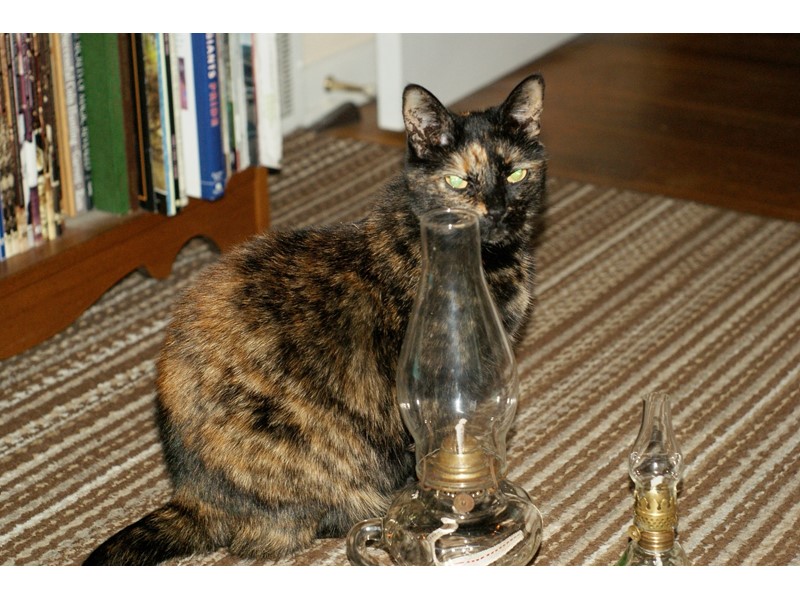 Pet Photo