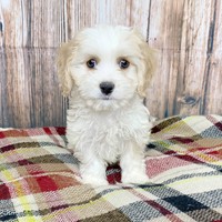 Lost Pet Image