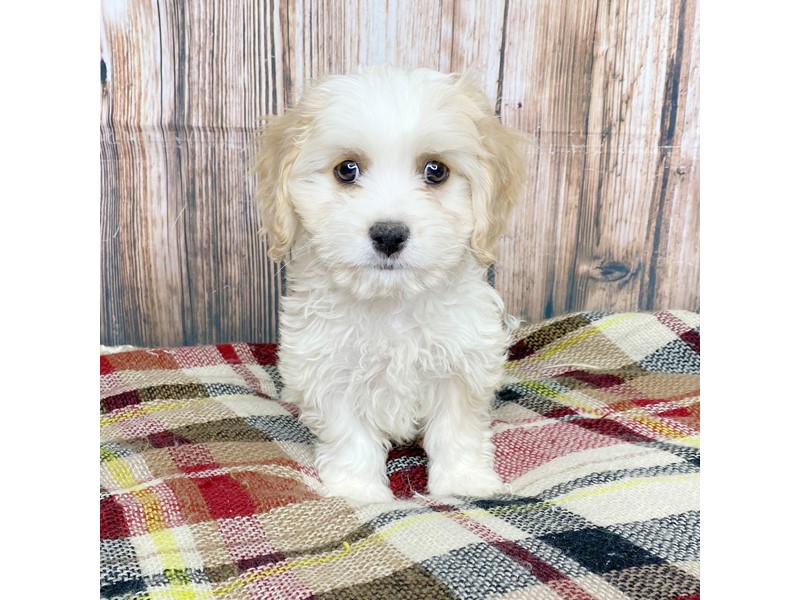 Pet Photo