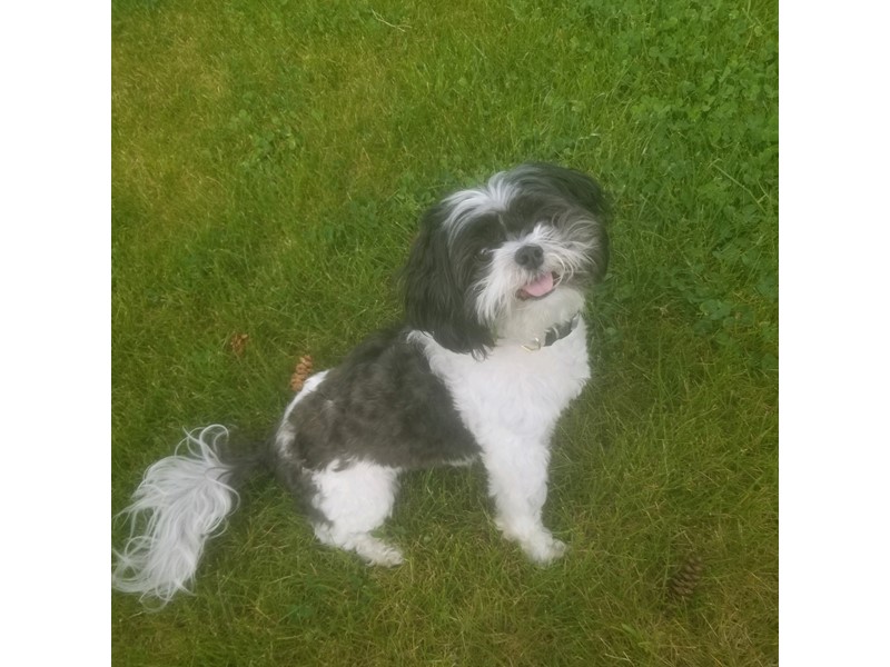 Pet Photo