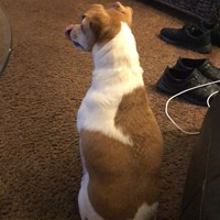 Lost Pet Image