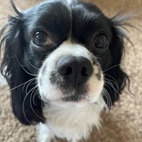 Lost Pet Image