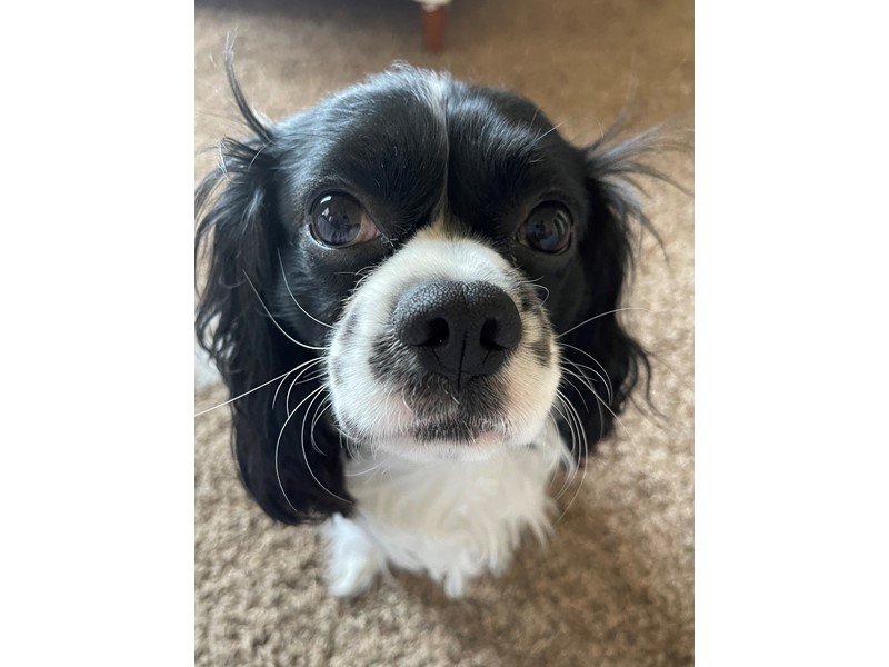 Pet Photo