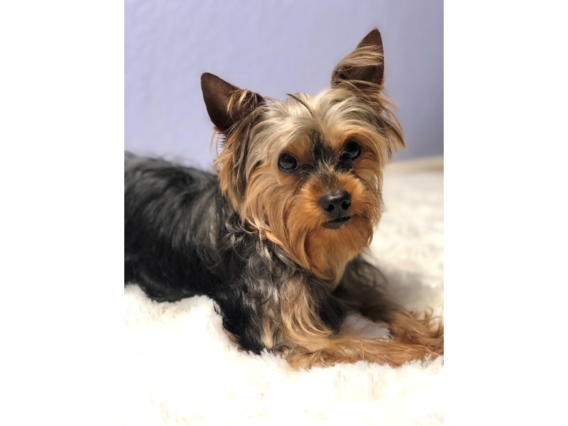 Pet Photo