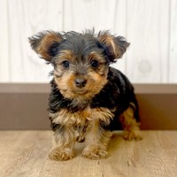Lost Pet Image