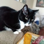 Mimi, Domestic Short Hair, lost pet near Manchester Township, NJ