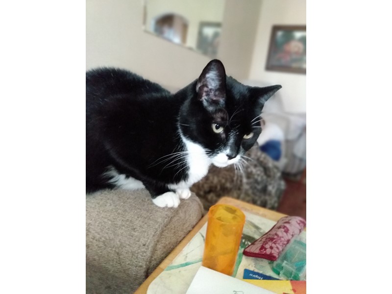 Pet Photo