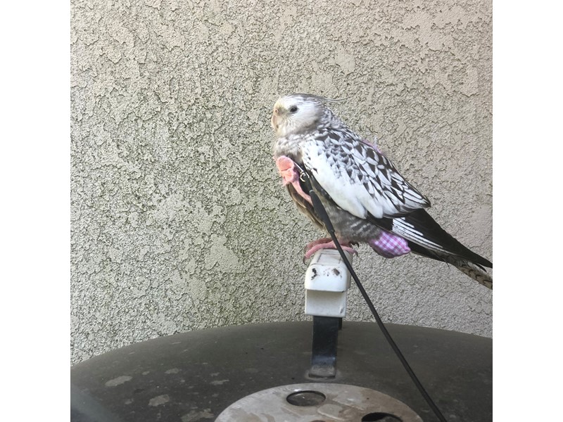 Pet Photo