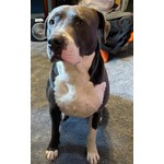Duke