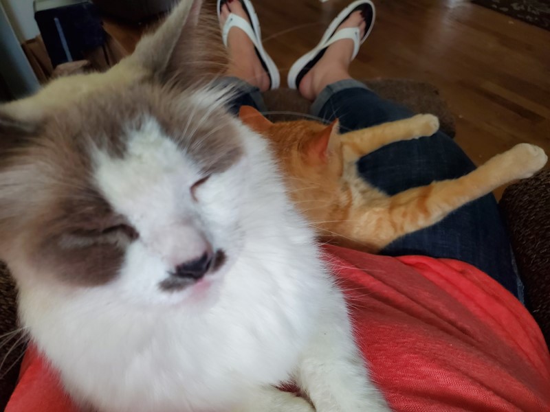 Pet Photo