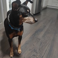 Lost Pet Image