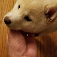Lost Pet Image