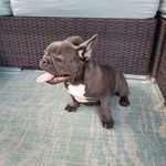 Kiara, French Bulldog, lost pet near Miami Shores, FL