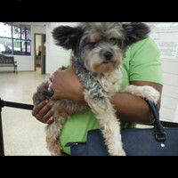 Lost Pet Image