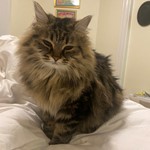 Tigress, Russian, lost pet near South Boston, MA
