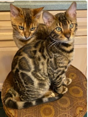 Pet Photo