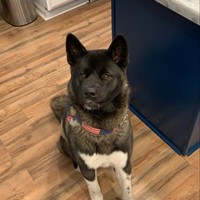 Lost Pet Image