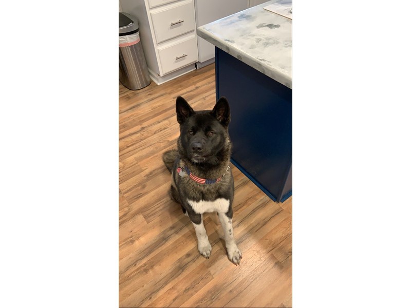Pet Photo