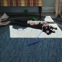 Lost Pet Image
