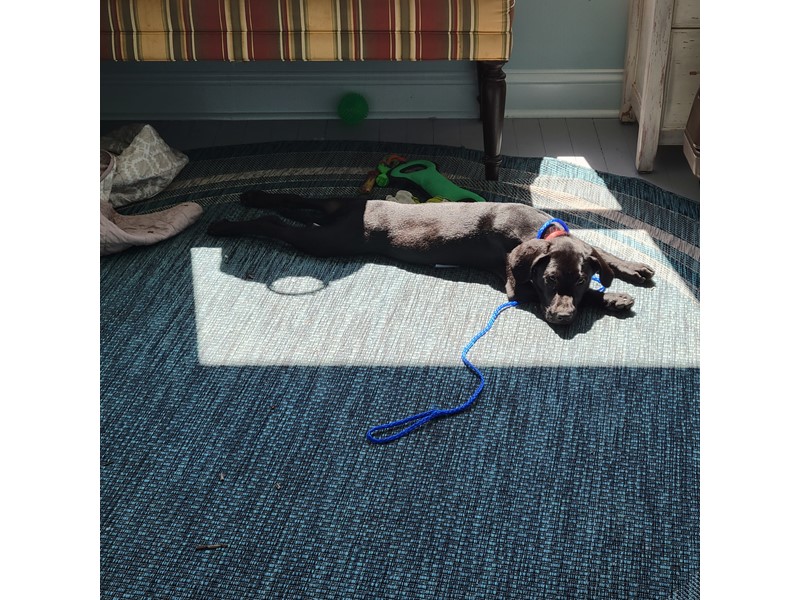 Pet Photo