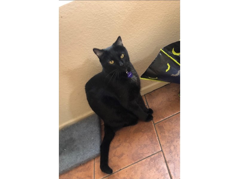 Pet Photo