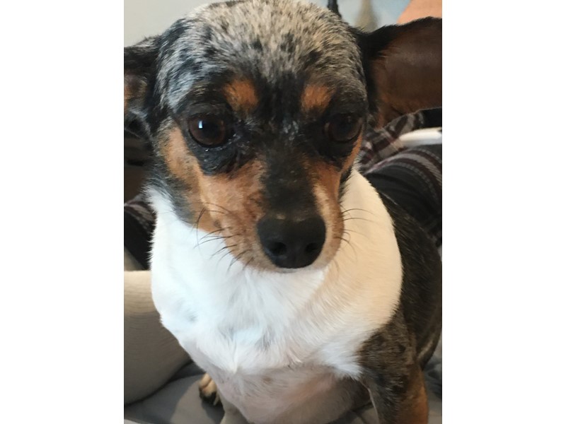 Pet Photo