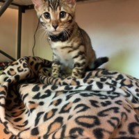 Lost Pet Image