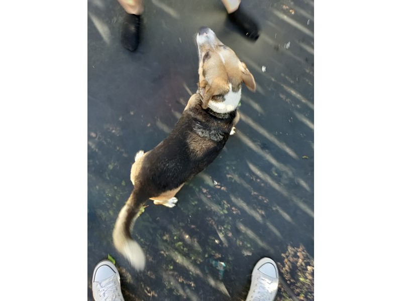 Pet Photo