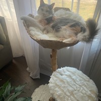 Lost Pet Image