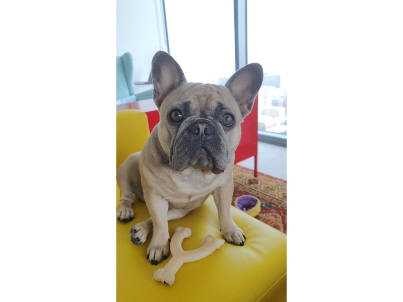 Pet Photo