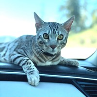 Lost Pet Image