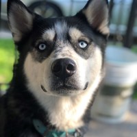 Lost Pet Image