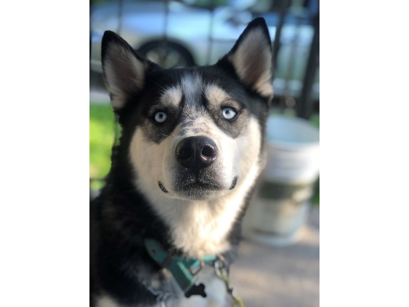 Pet Photo