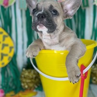 Lost Pet Image