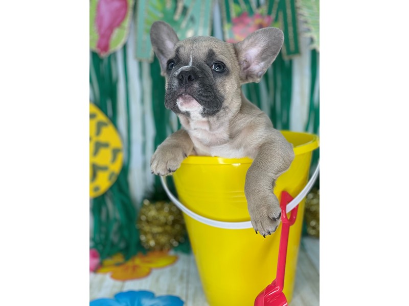 Pet Photo