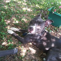 Lost Pet Image