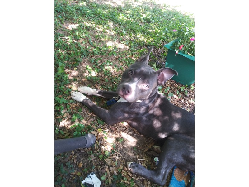 Pet Photo