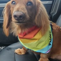 Lost Pet Image