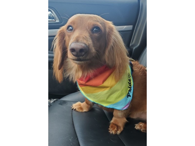 Pet Photo