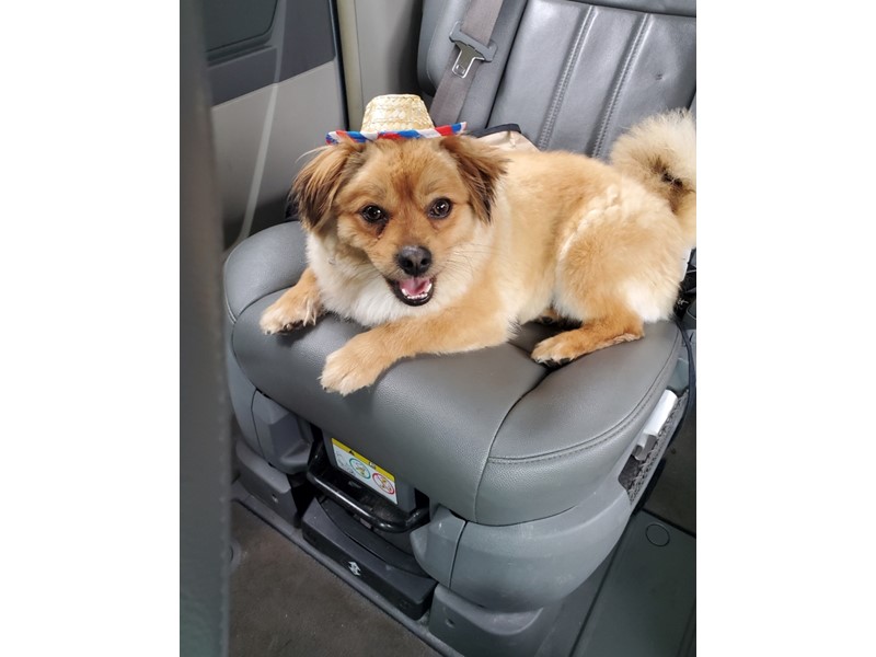 Pet Photo