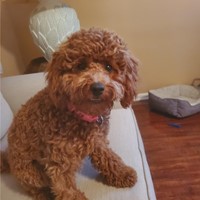Lost Pet Image