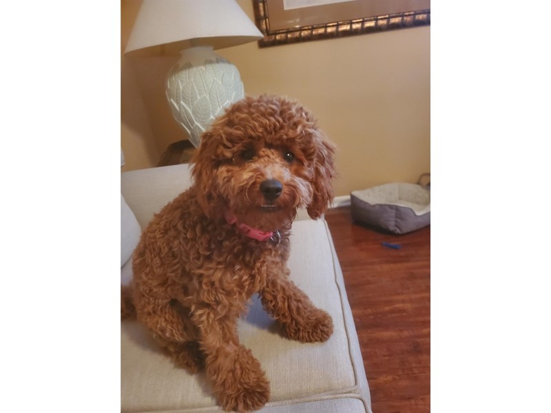 Pet Photo
