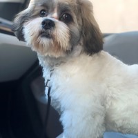 Lost Pet Image